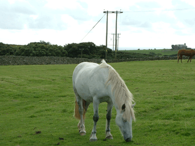 Horse grazing in our paddock